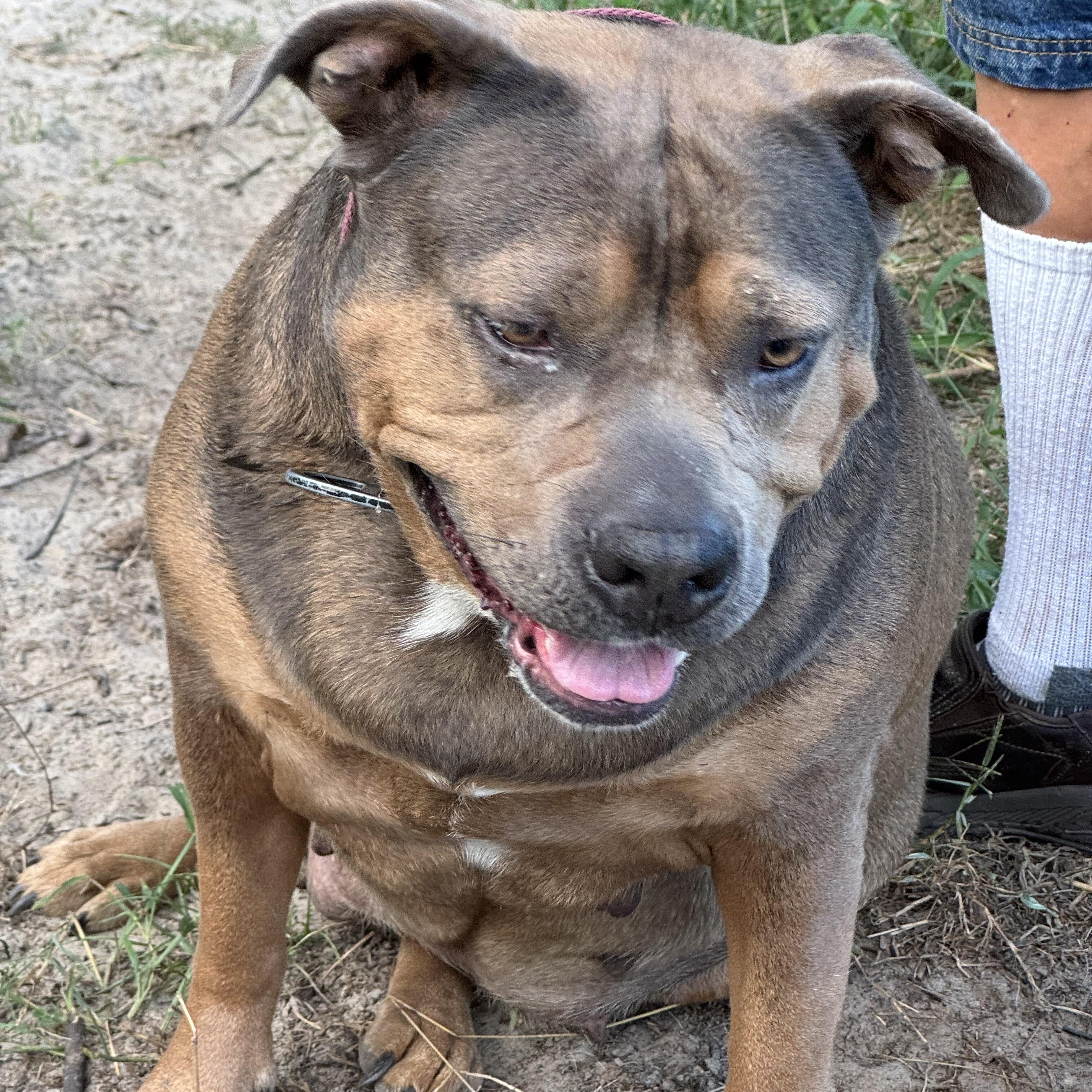 Enlarge Iris, a Adoptable mixed breed in Jacksonville, FL image 5/6