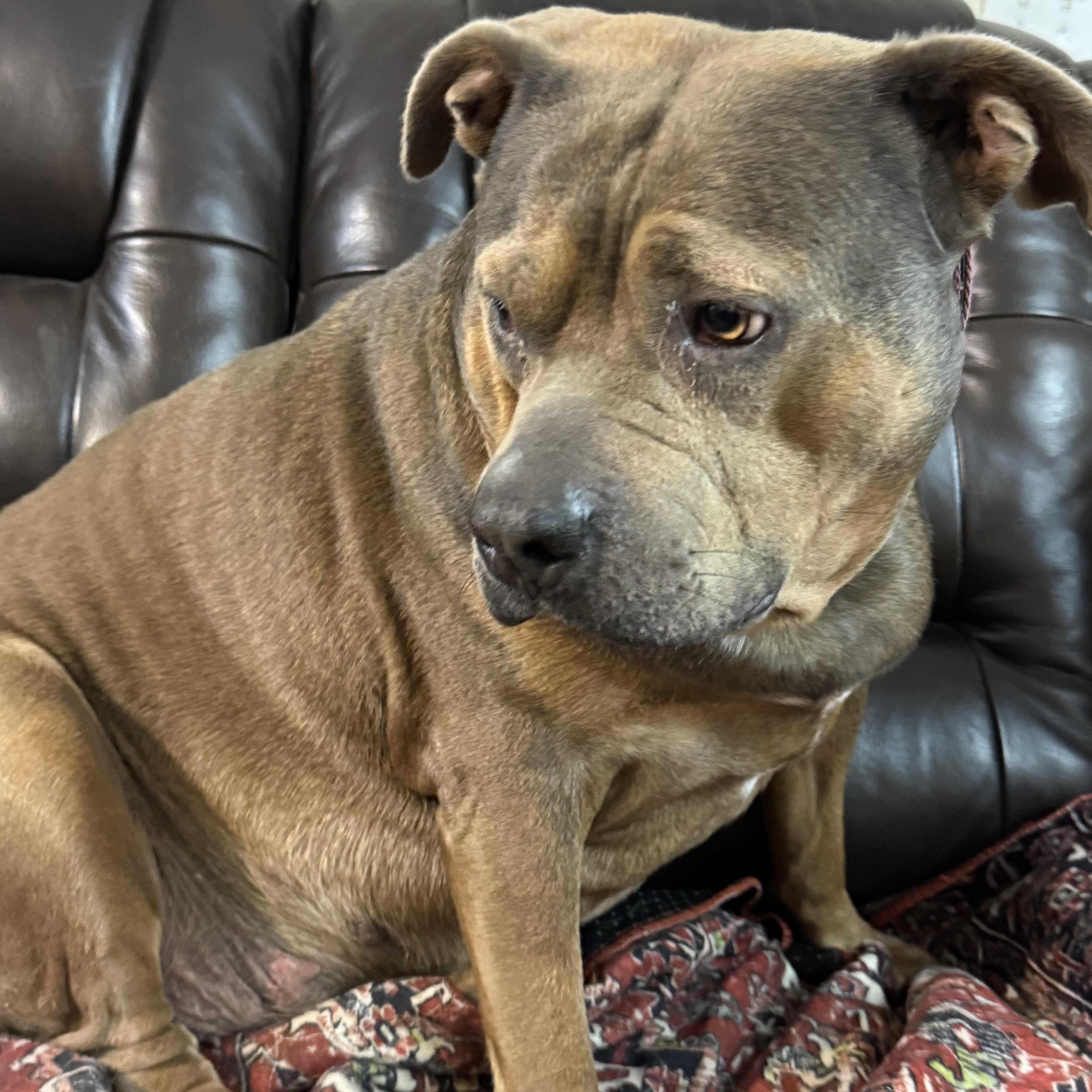 Enlarge Iris, a Adoptable mixed breed in Jacksonville, FL image 6/6