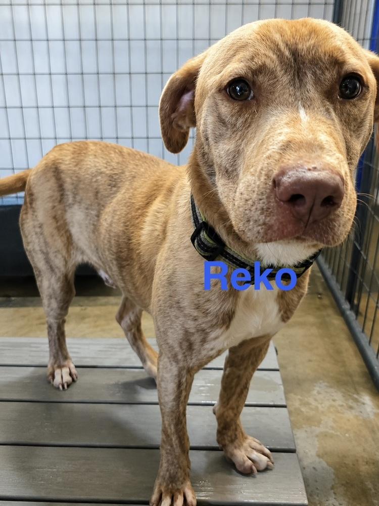 Reko, Adoptable, Adult Male Labrador Retriever & Mixed Breed.