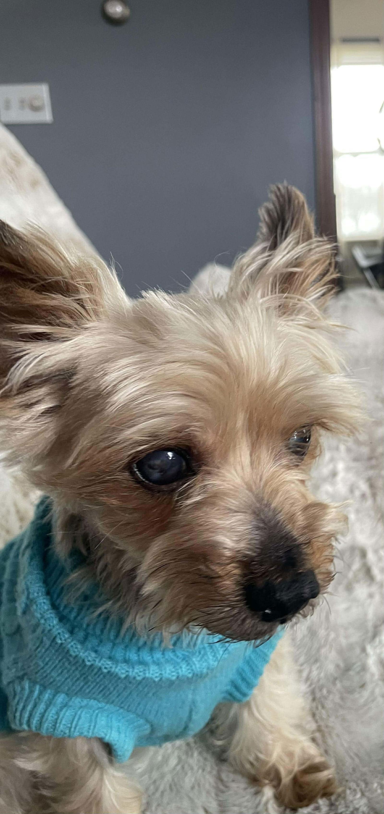Enlarge Sawyer Nihill, a Adoptable Yorkshire Terrier in Saunderstown, RI image 3/3