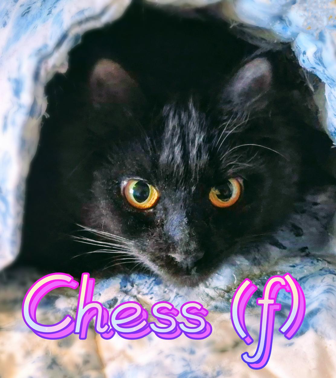 Chess, ADOPTABLE, Young Female Domestic Short Hair.