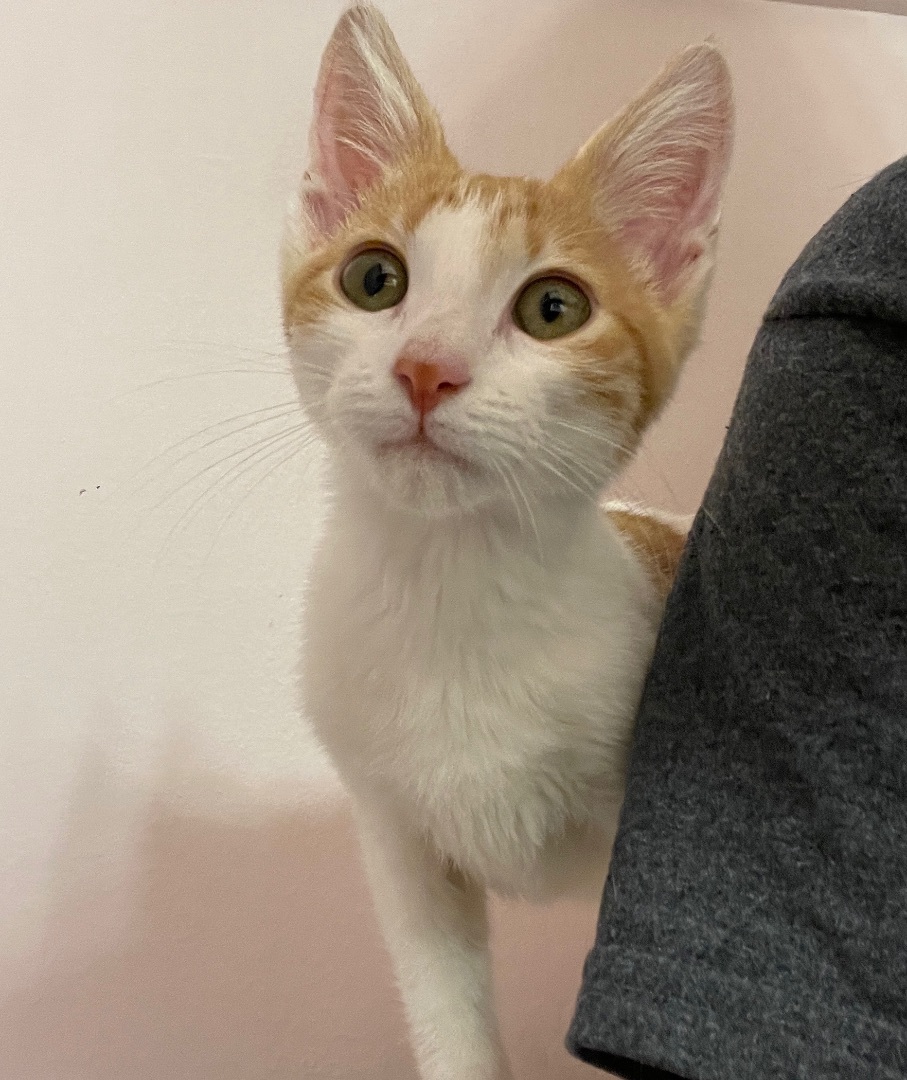 Enlarge Michelangelo , a Adopted Domestic Short Hair in Fayetteville, AR image 1/6