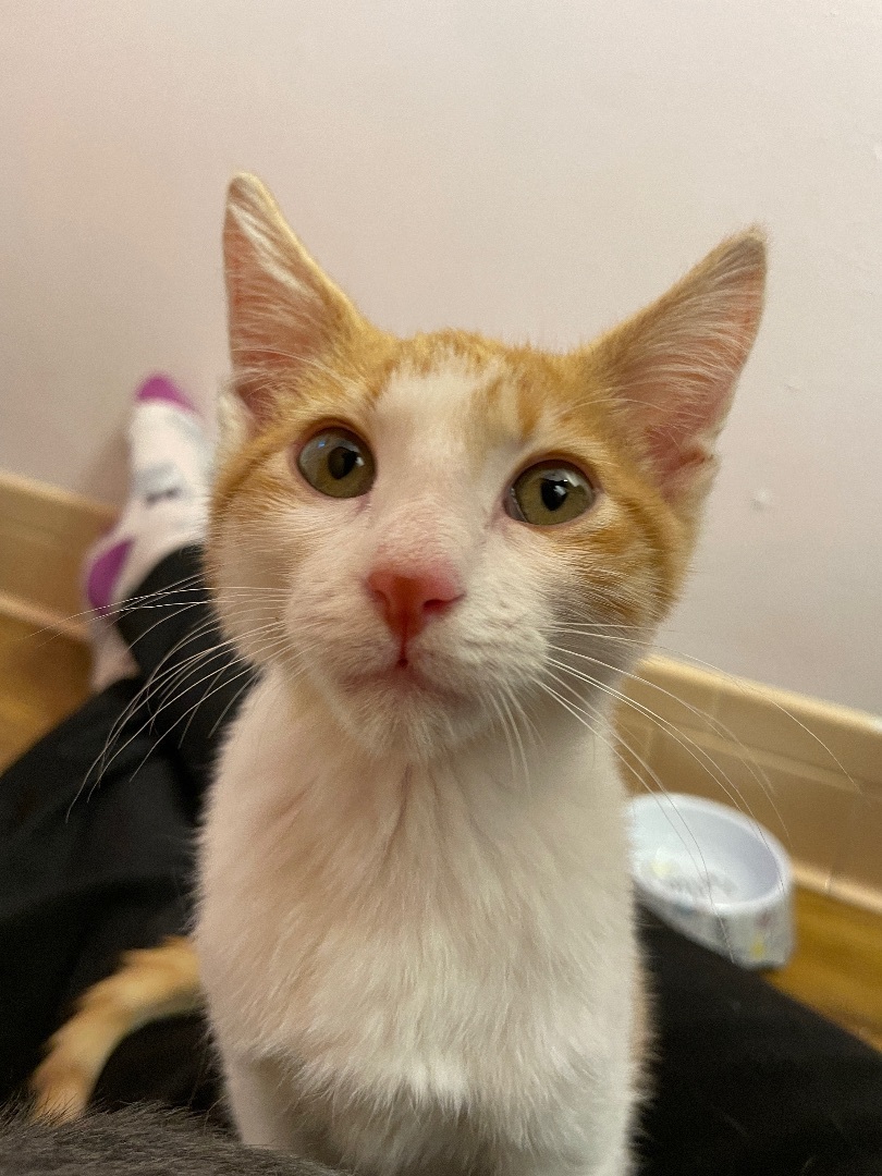 Enlarge Michelangelo , a Adopted Domestic Short Hair in Fayetteville, AR image 2/6