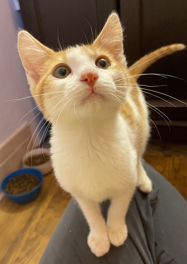 Enlarge Michelangelo , a Adopted Domestic Short Hair in Fayetteville, AR image 3/6