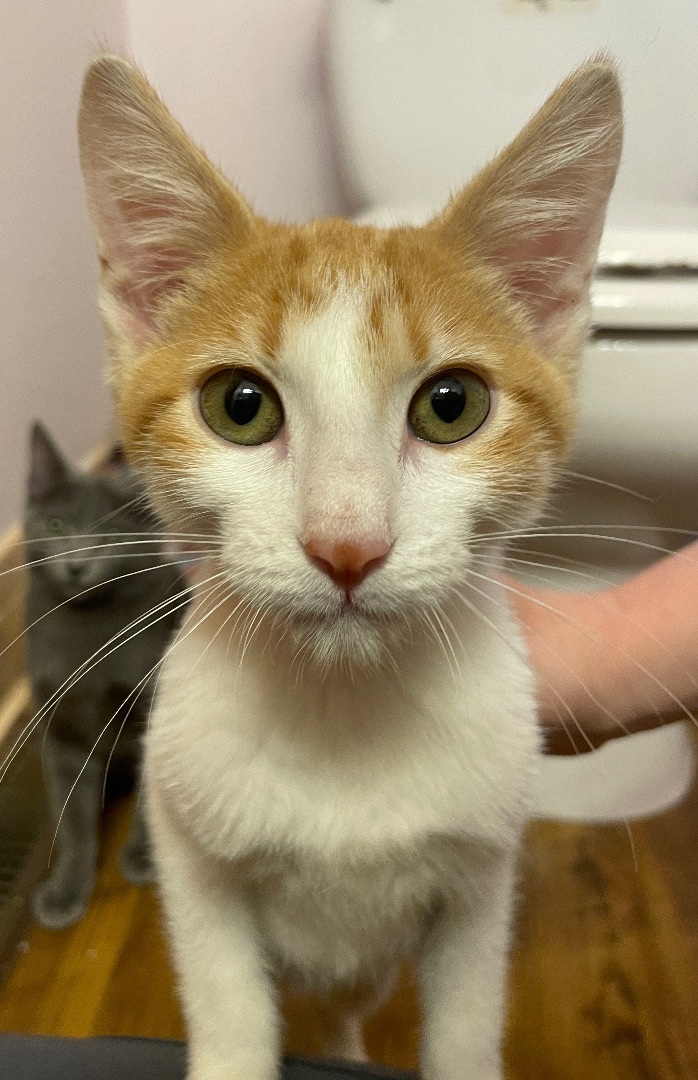 Enlarge Michelangelo , a Adopted Domestic Short Hair in Fayetteville, AR image 4/6