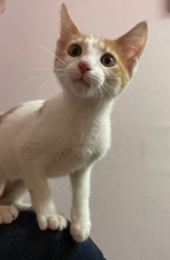 Enlarge Michelangelo , a Adopted Domestic Short Hair in Fayetteville, AR image 5/6