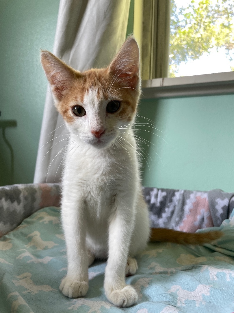 Enlarge Michelangelo , a Adopted Domestic Short Hair in Fayetteville, AR image 6/6