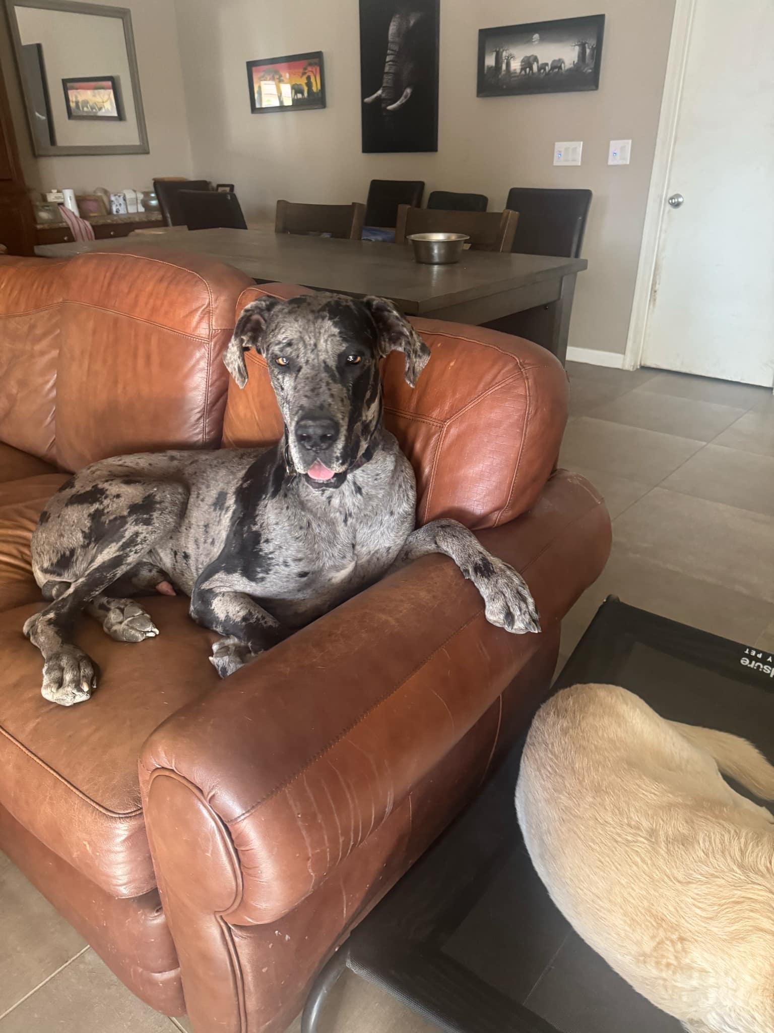 Enlarge Bernie, a Adopted Great Dane in Goodyear, AZ image 2/4