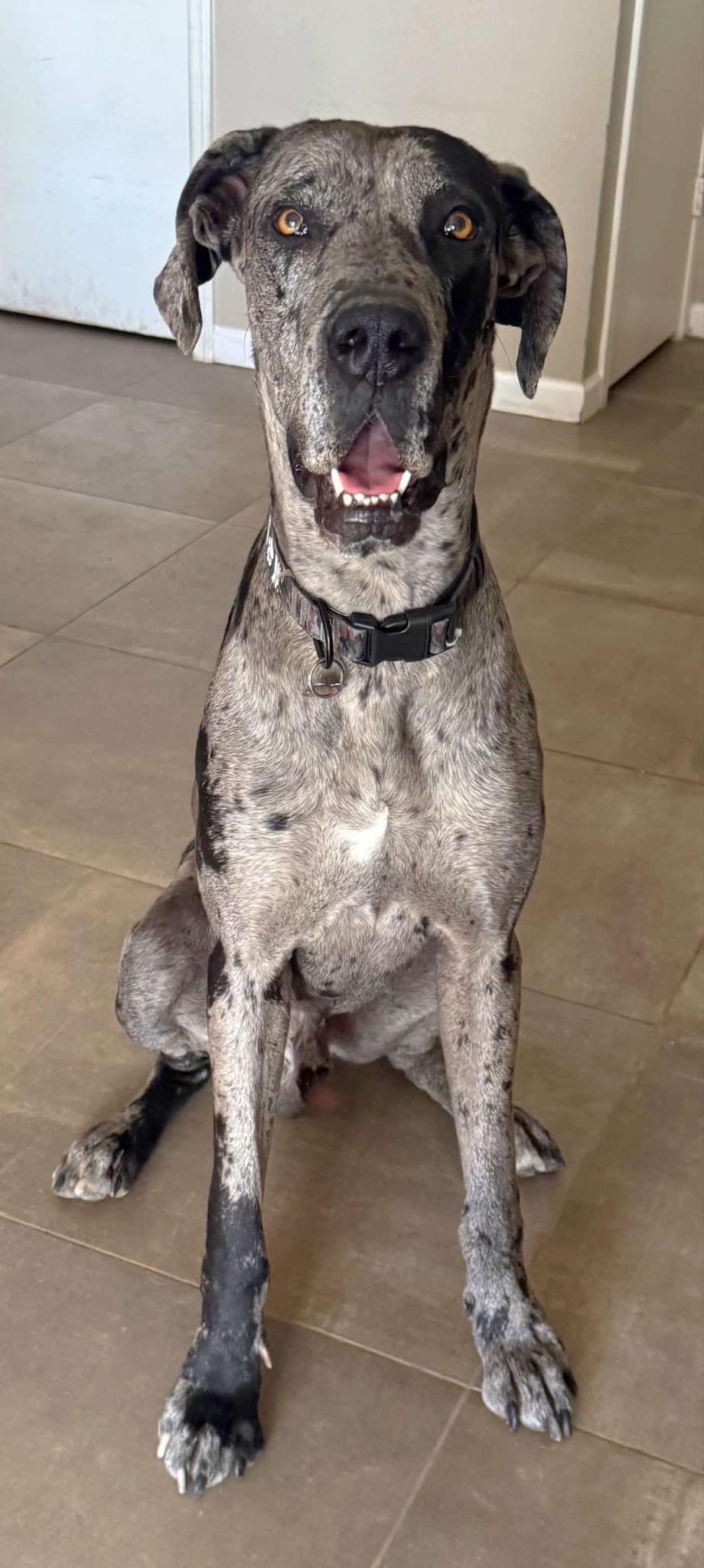 Enlarge Bernie, a Adopted Great Dane in Goodyear, AZ image 3/4