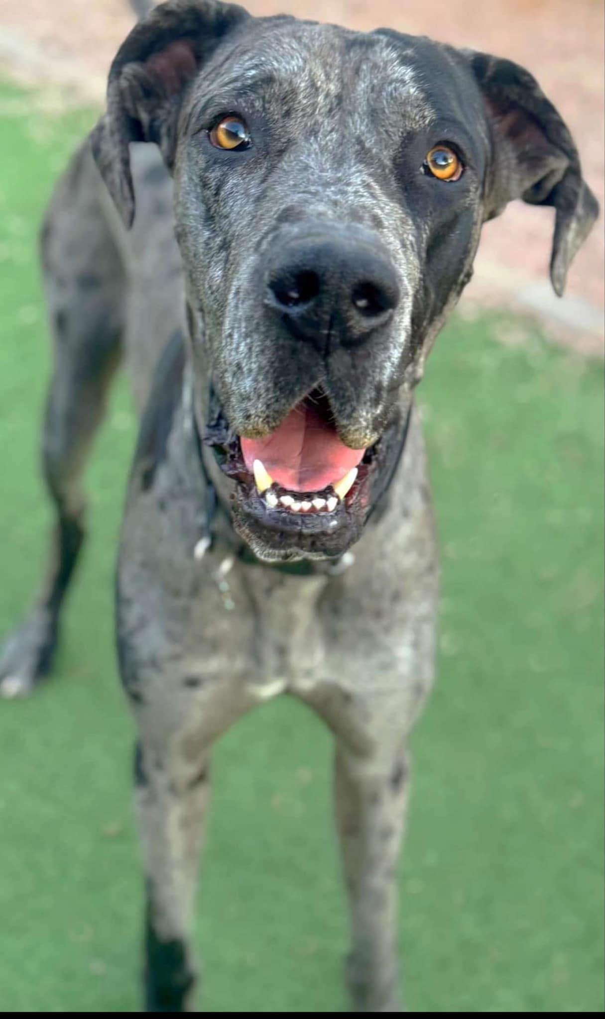 Enlarge Bernie, a Adopted Great Dane in Goodyear, AZ image 1/4