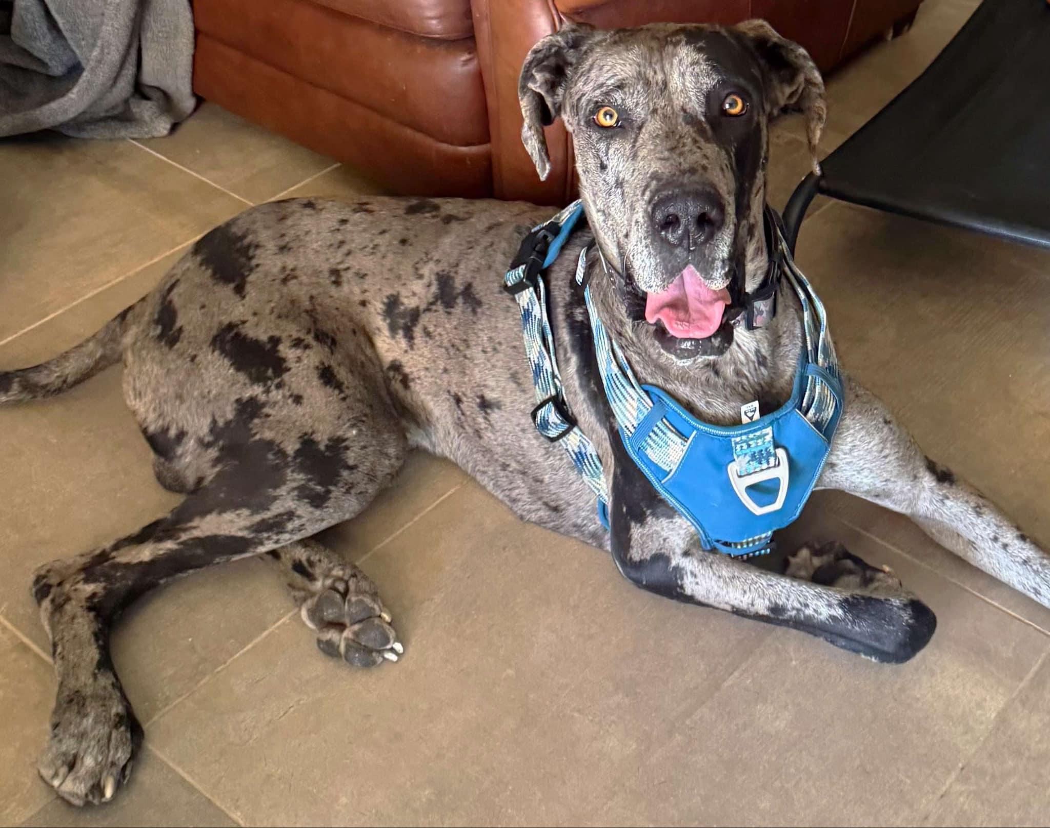 Enlarge Bernie, a Adopted Great Dane in Goodyear, AZ image 4/4