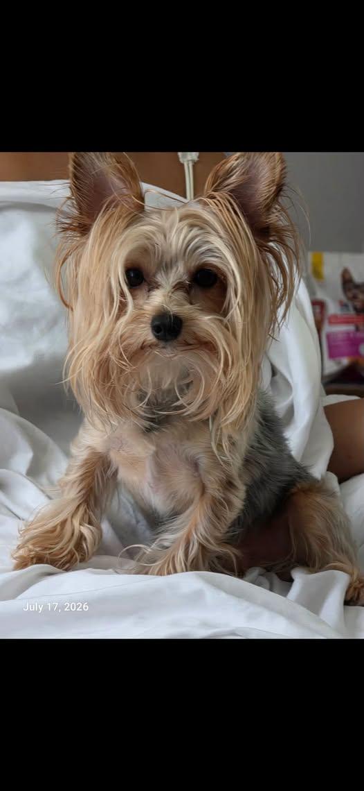 Enlarge Mickey, a Adopted Yorkshire Terrier in Matthews, NC image 1/1