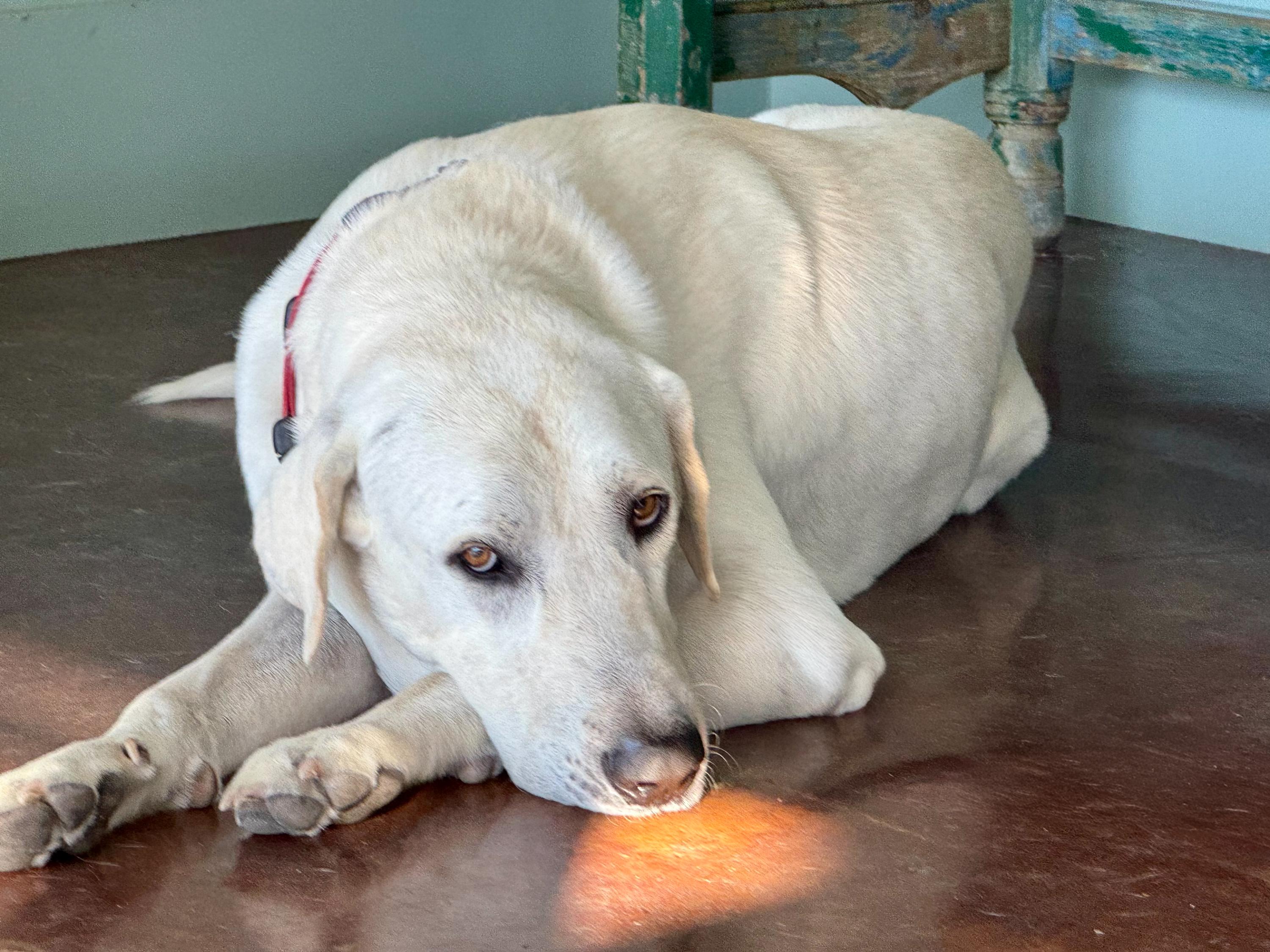 Archie, a Adoptable mixed breed in San Antonio, TX image 2/6