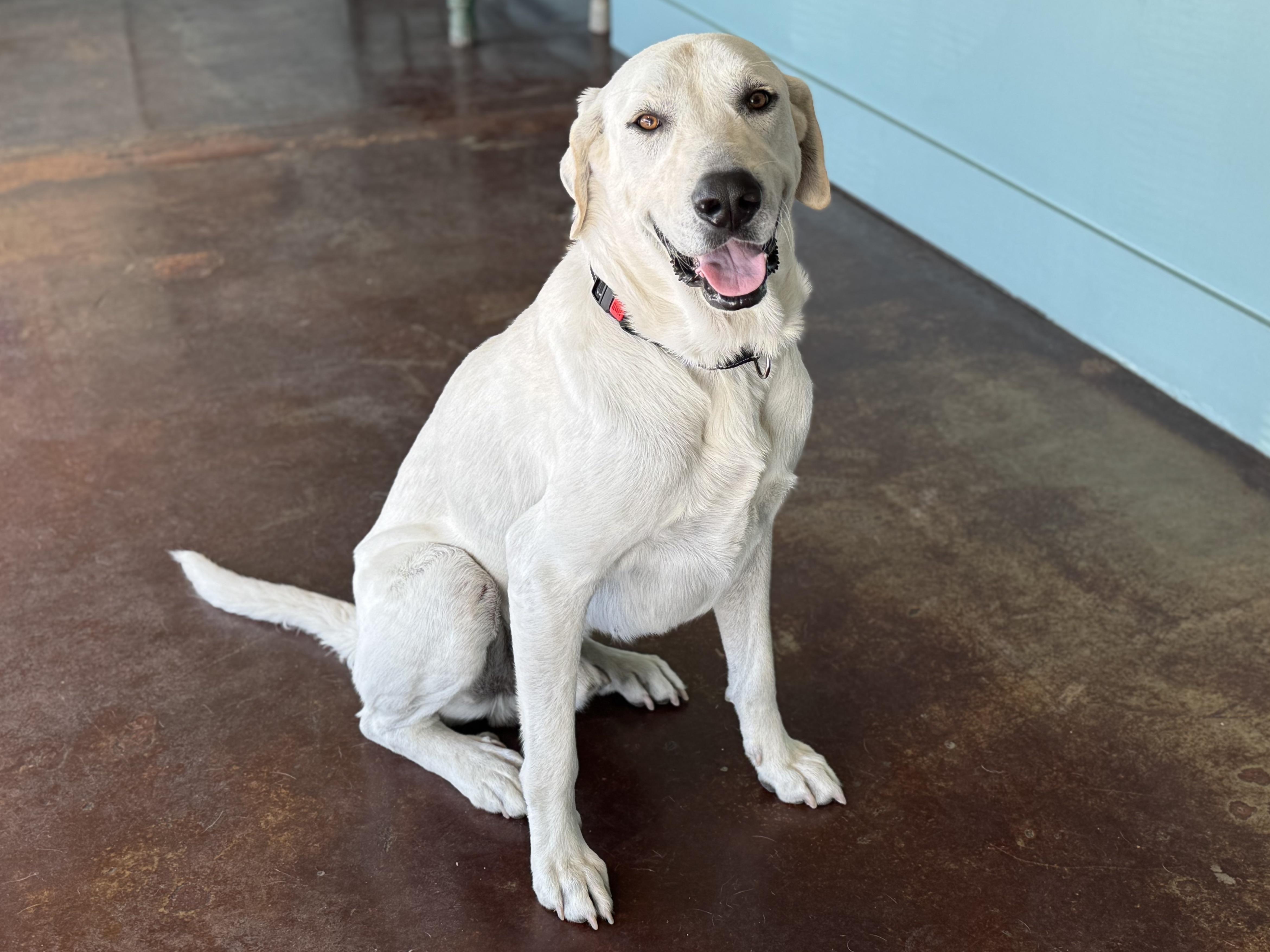 Archie, a Adoptable mixed breed in San Antonio, TX image 1/6