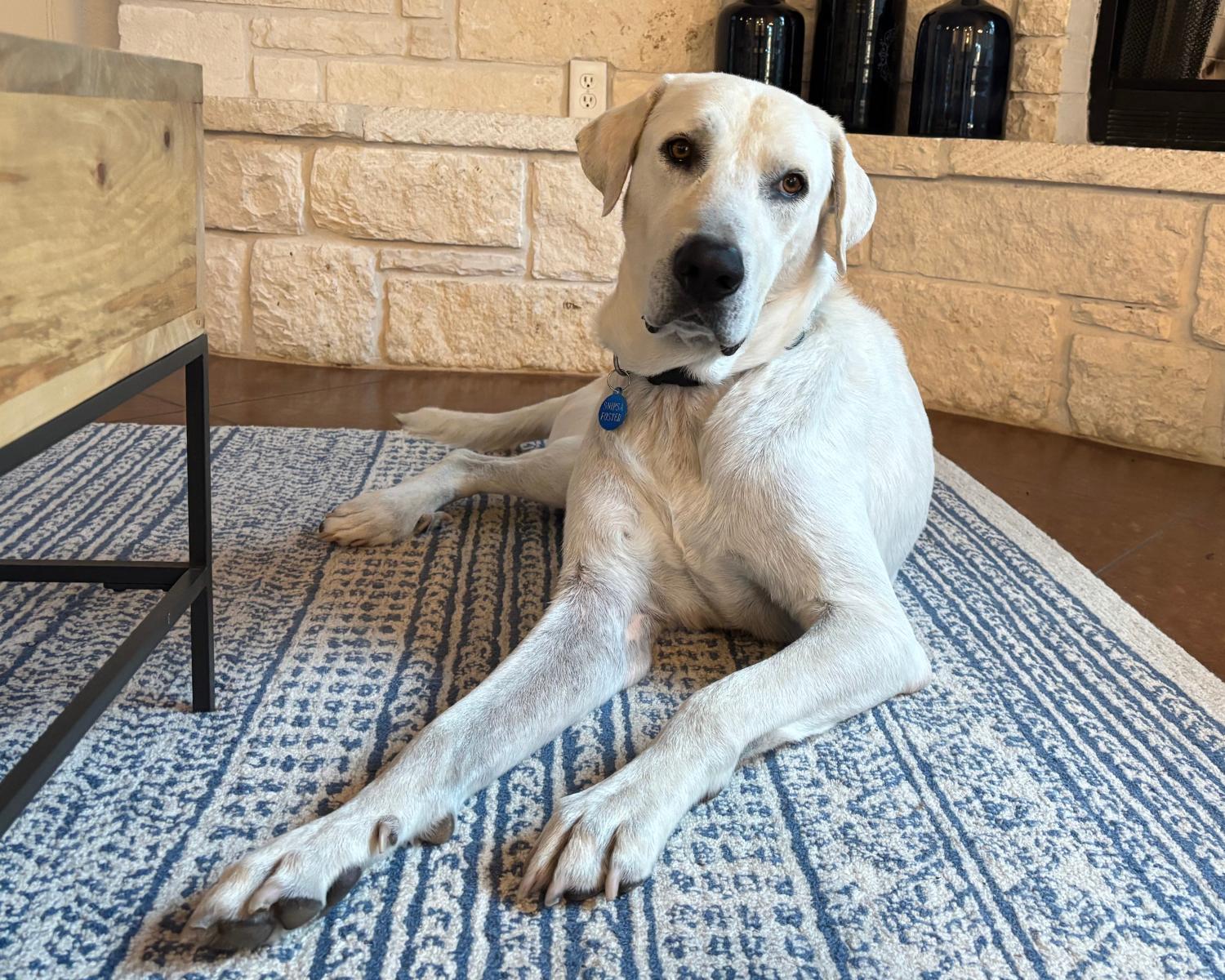 Enlarge Archie, an adopted mixed breed in San Antonio, TX image 1/6