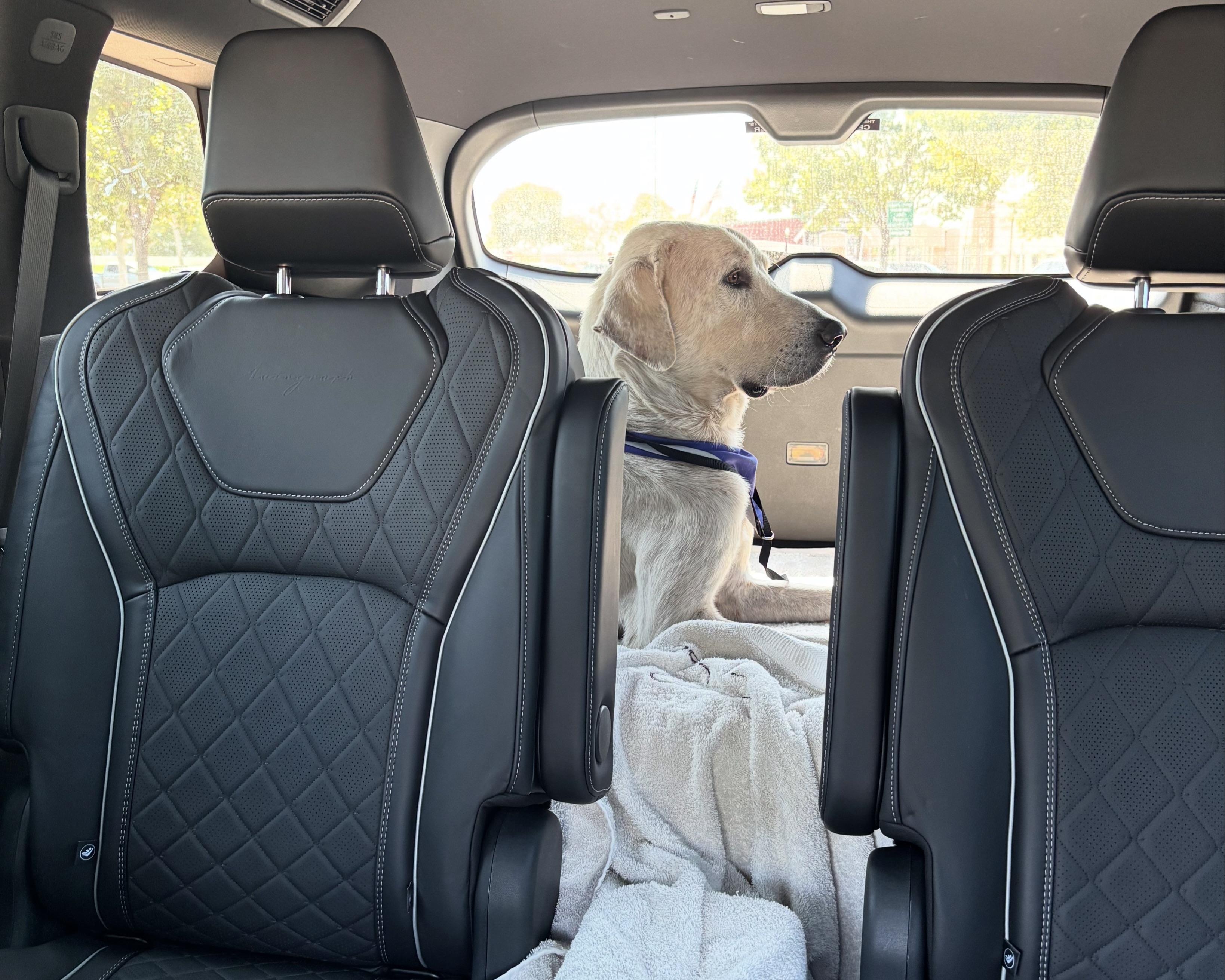 Archie, a Adoptable mixed breed in San Antonio, TX image 4/6