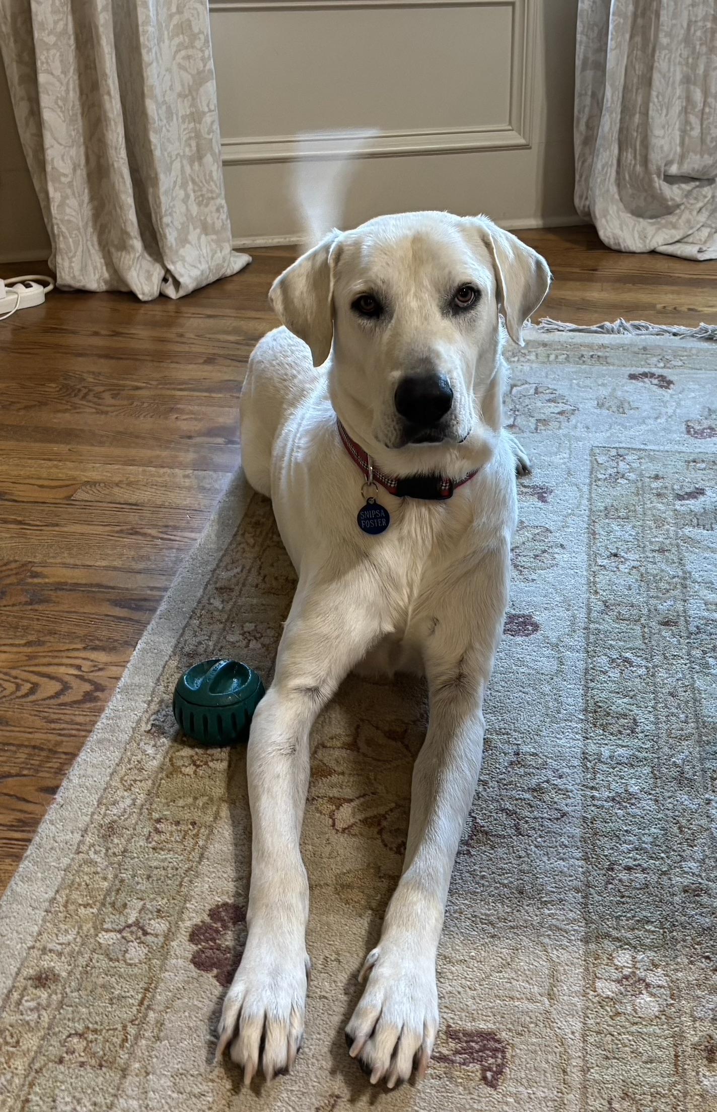 Archie, a Adoptable mixed breed in San Antonio, TX image 3/6