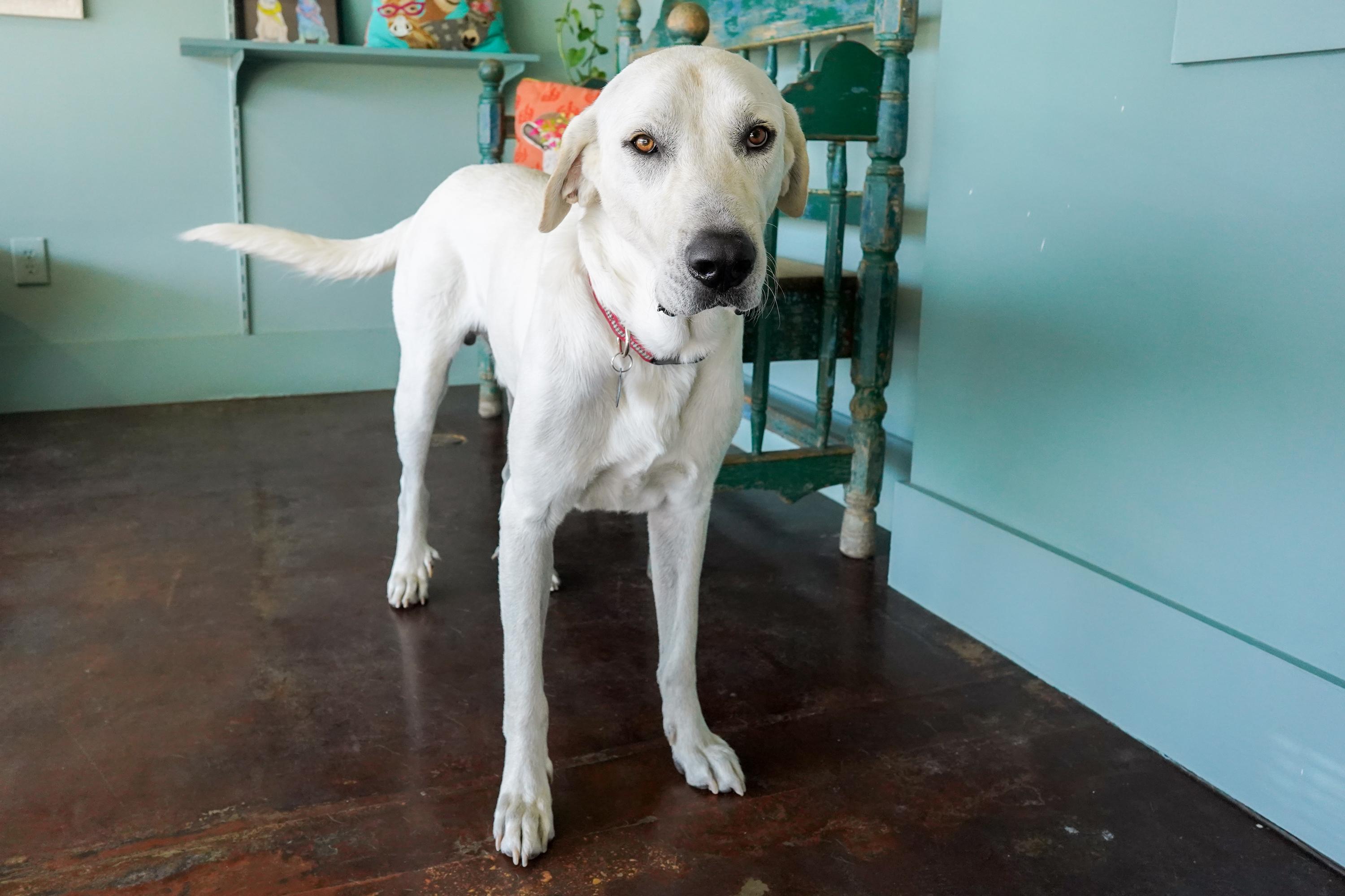 Archie, a Adoptable mixed breed in San Antonio, TX image 5/6