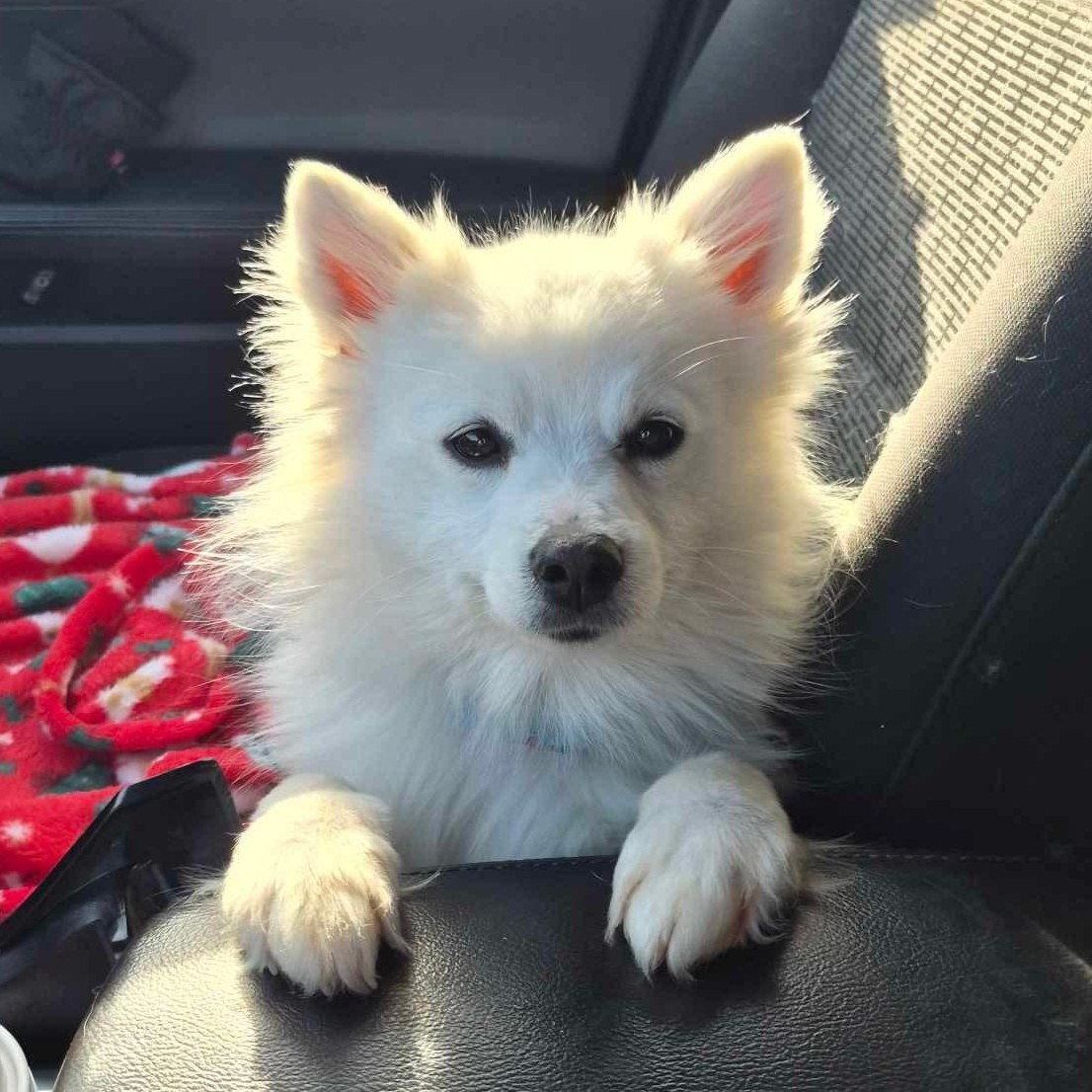 Enlarge Mika, an adopted mixed breed in Edmonton, AB image 1/5