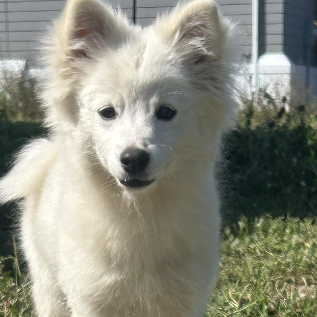 Enlarge Mika, an adopted mixed breed in Edmonton, AB image 3/5