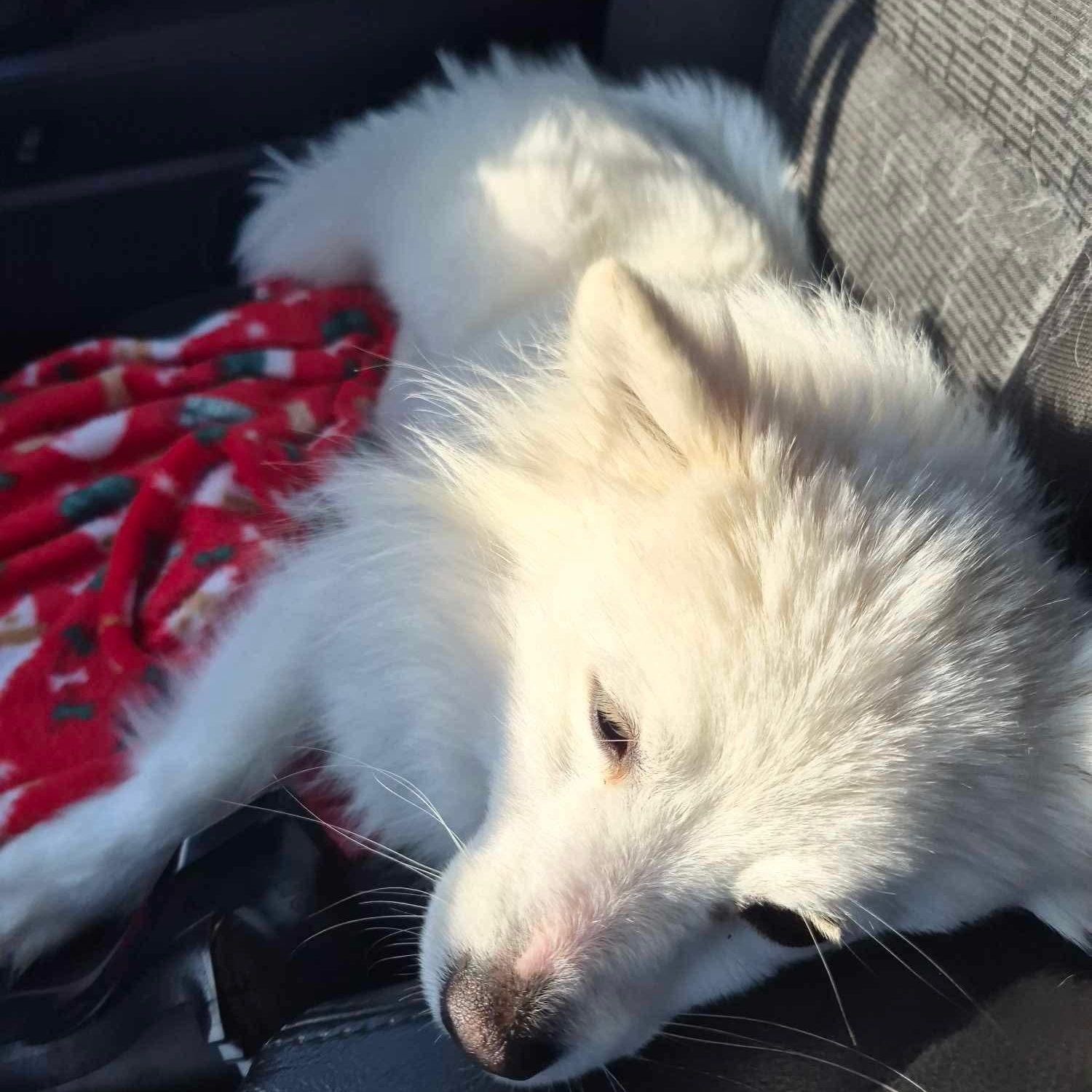 Enlarge Mika, an adopted mixed breed in Edmonton, AB image 5/5