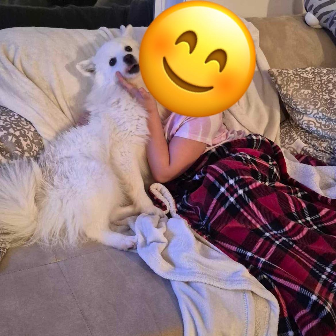 Enlarge Mika, an adopted mixed breed in Edmonton, AB image 2/5