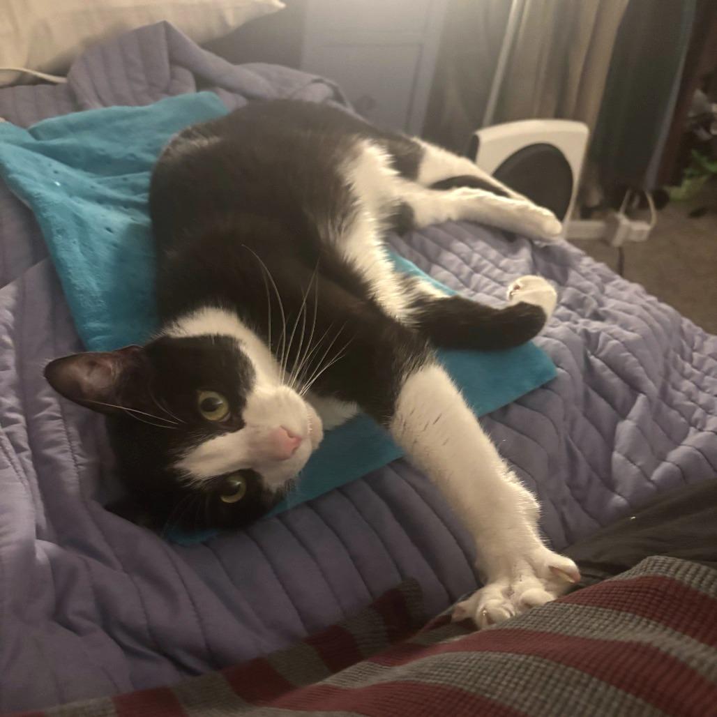Archie, a Adoptable Domestic Short Hair in Washougal, WA image 1/6