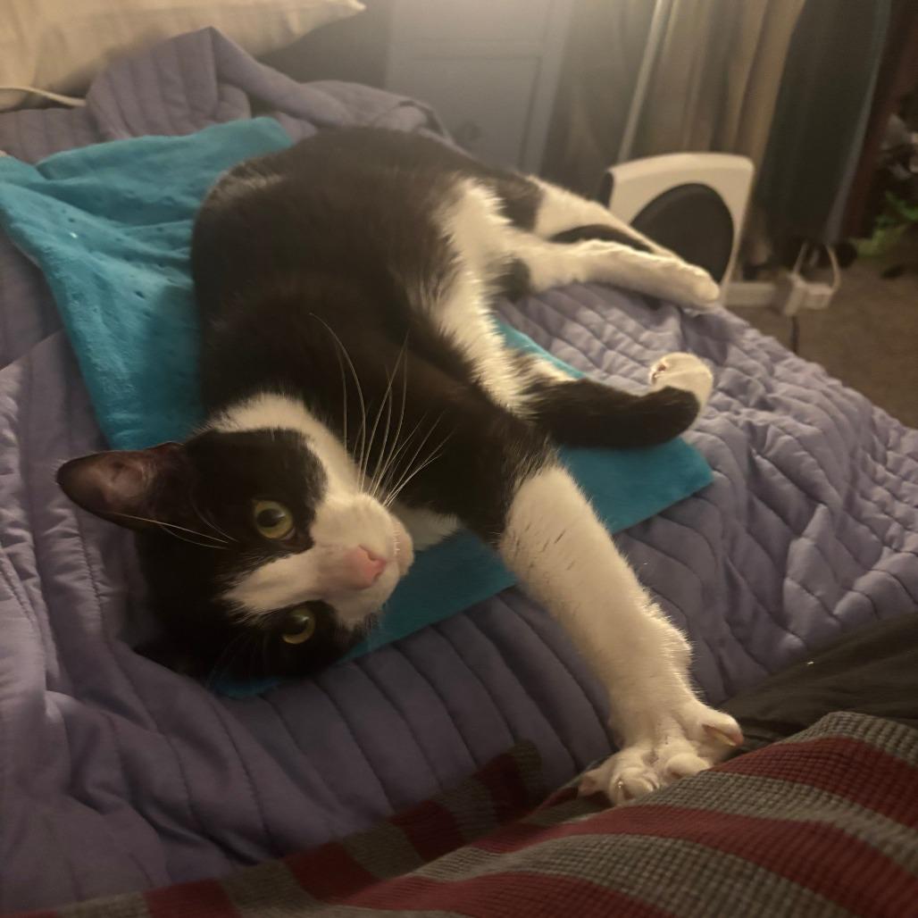 Remus, Adoptable, Adult Male Domestic Short Hair.