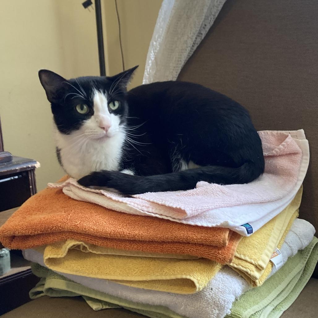 Archie, Adoptable, Adult Male Domestic Short Hair.