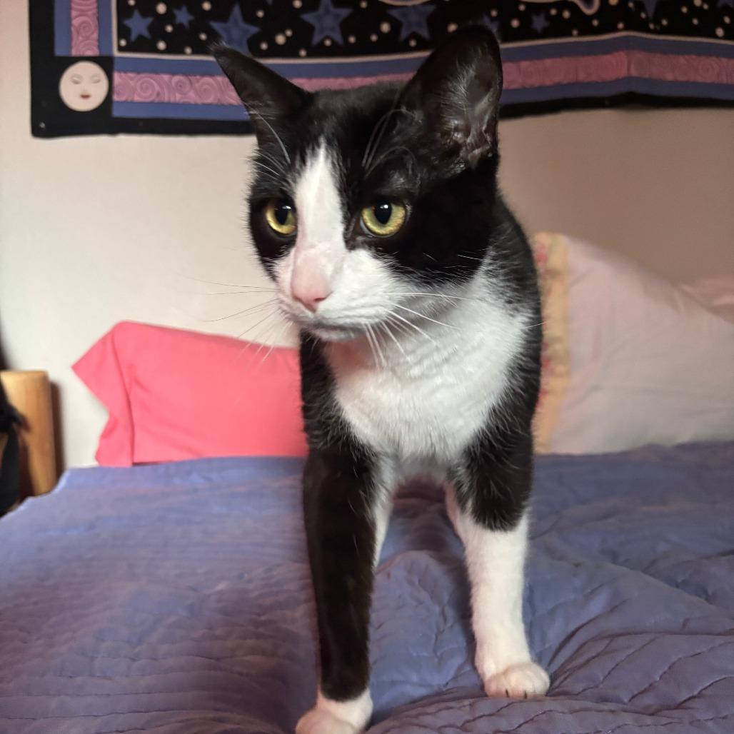 Enlarge Remus, a Adoptable Domestic Short Hair in Washougal, WA image 2/5