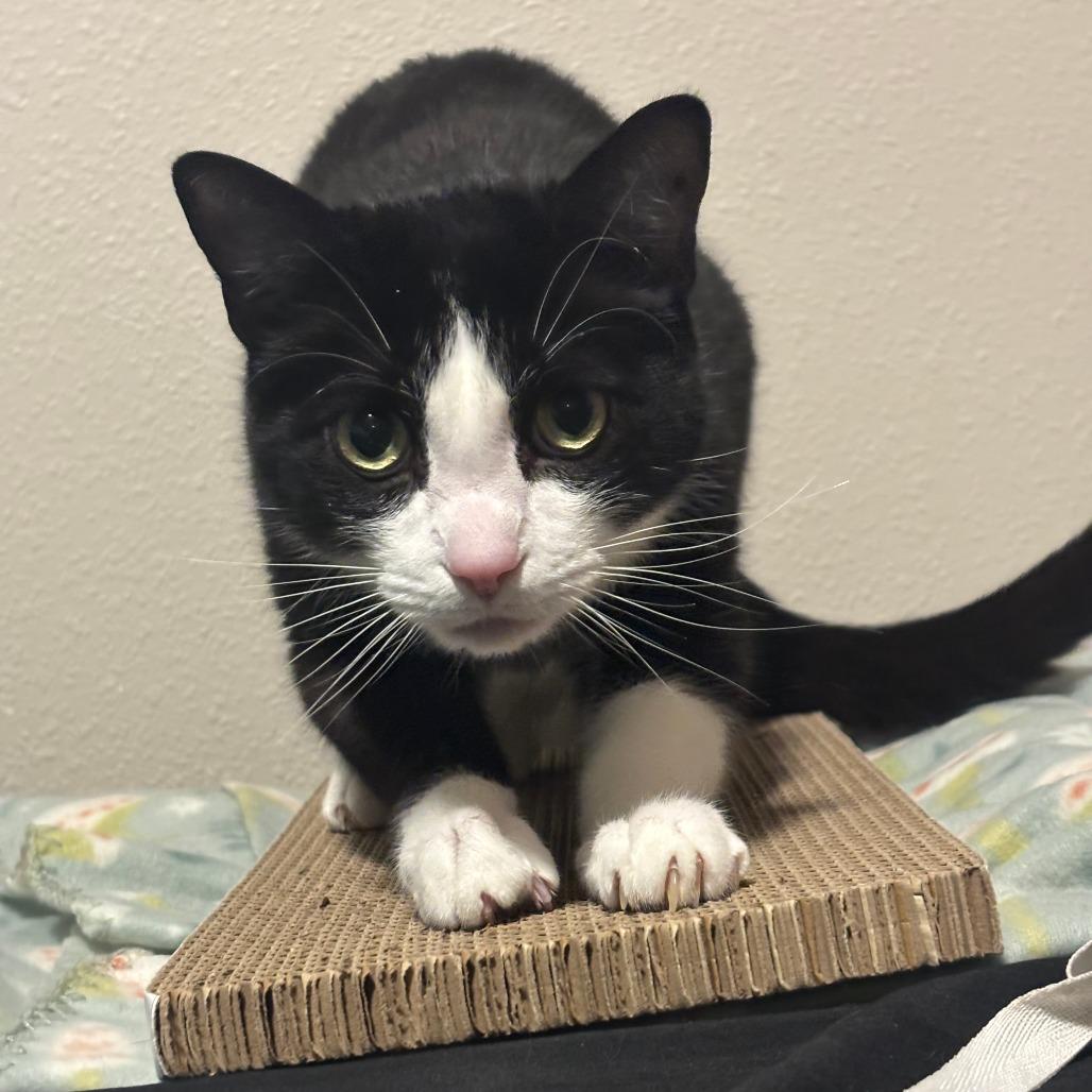 Enlarge Remus, a Adoptable Domestic Short Hair in Washougal, WA image 3/5