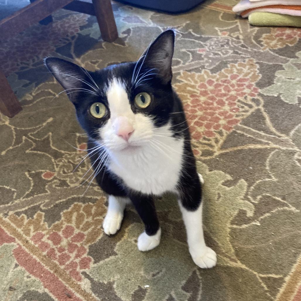 Enlarge Archie, a Adoptable Domestic Short Hair in Washougal, WA image 2/5