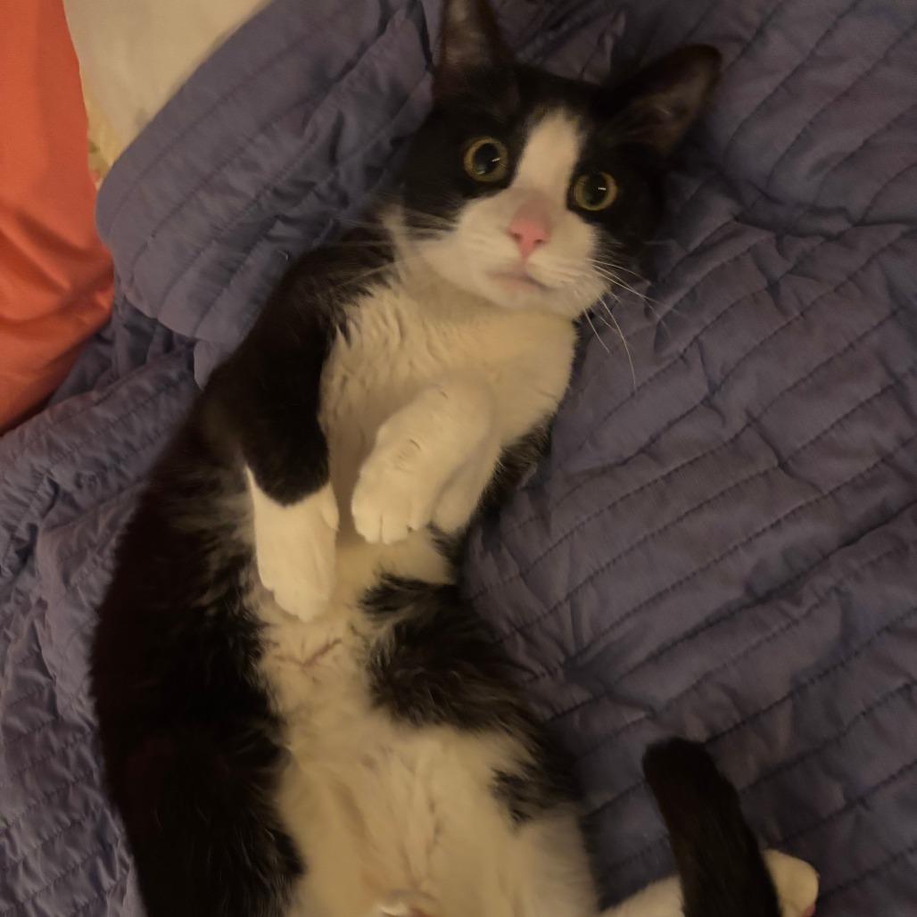 Enlarge Remus, a Adoptable Domestic Short Hair in Washougal, WA image 4/5