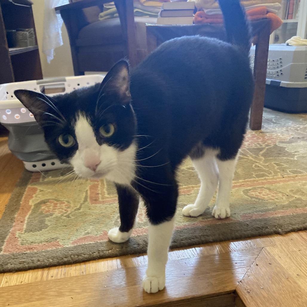 Enlarge Archie, a Adoptable Domestic Short Hair in Washougal, WA image 3/5