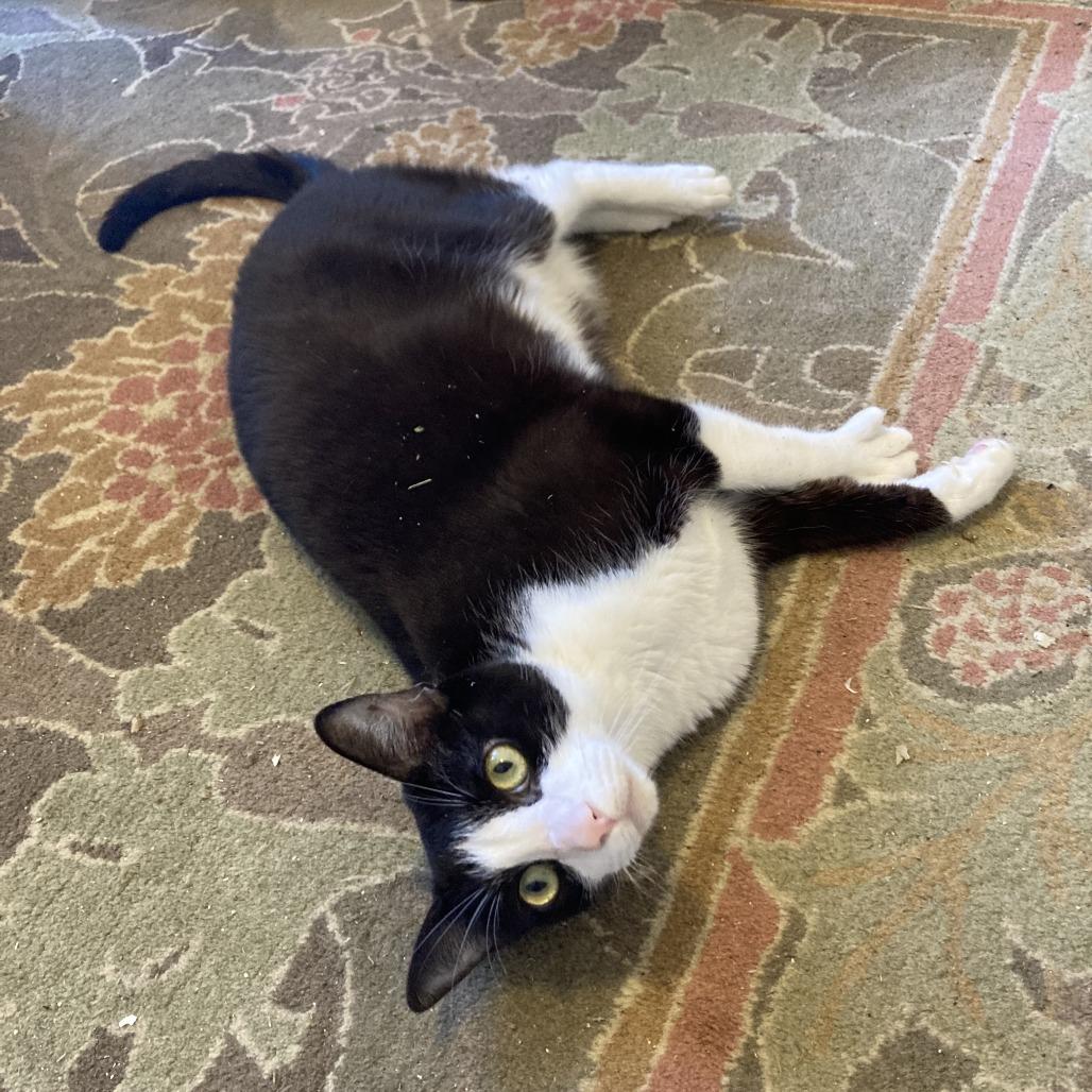 Enlarge Archie, a Adoptable Domestic Short Hair in Washougal, WA image 4/5