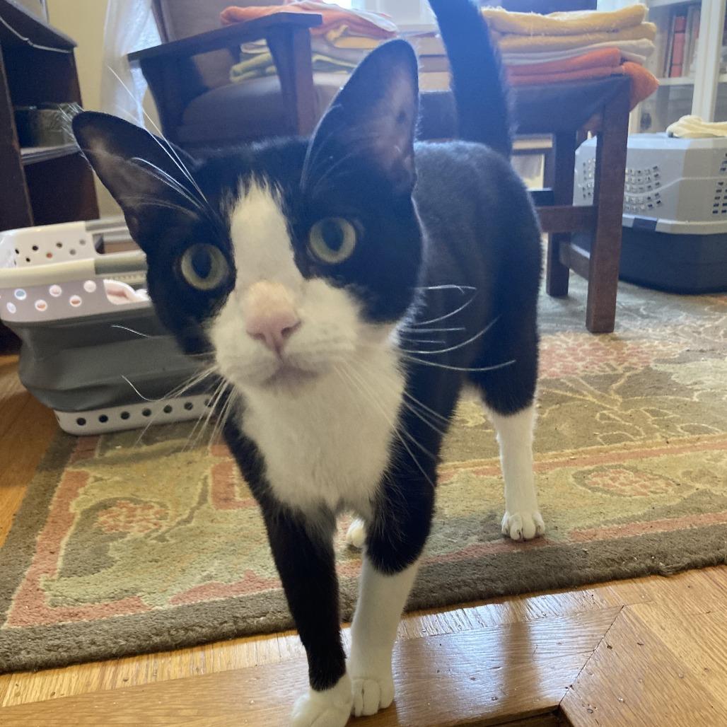 Enlarge Archie, a Adoptable Domestic Short Hair in Washougal, WA image 5/5