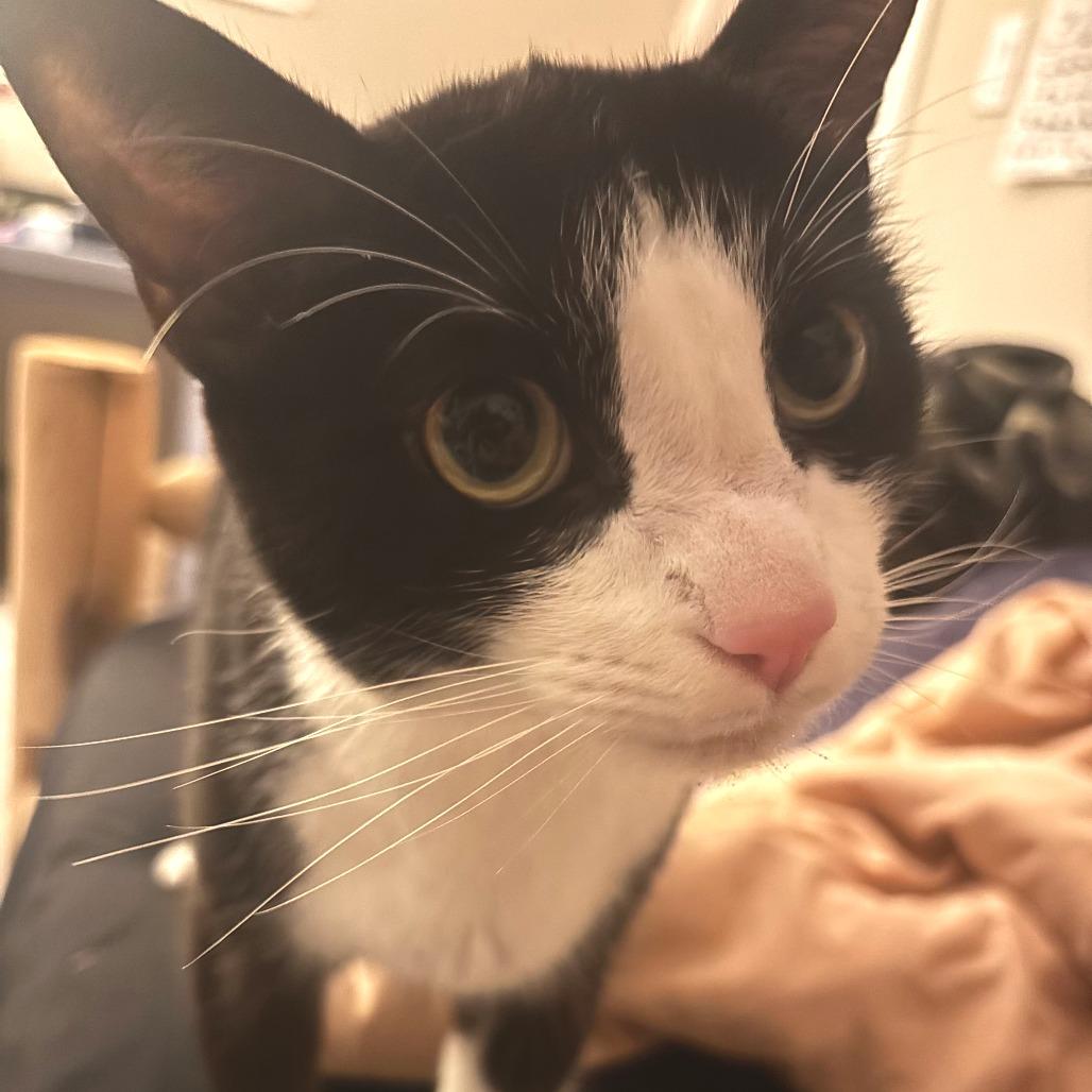 Enlarge Remus, a Adoptable Domestic Short Hair in Washougal, WA image 5/6