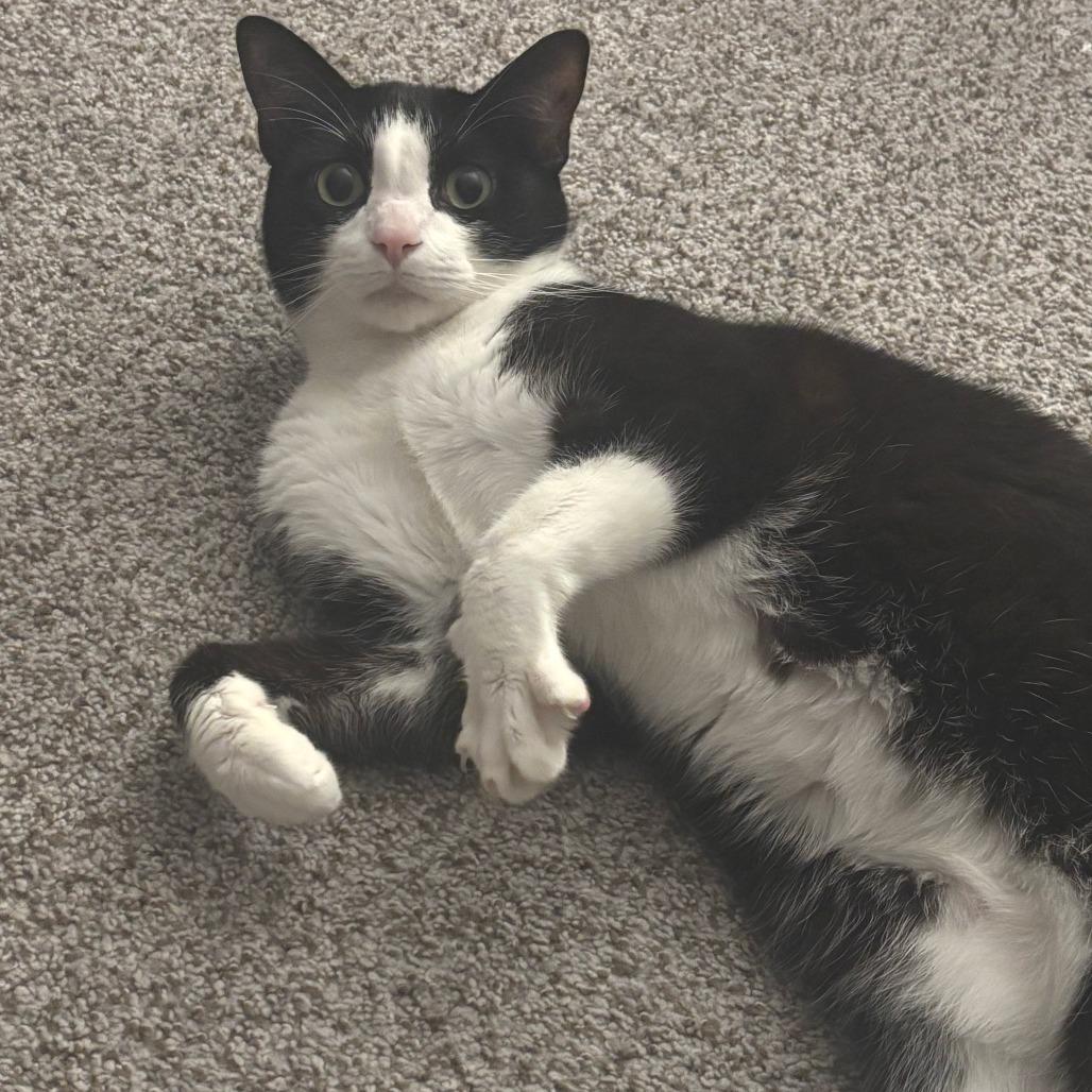 Enlarge Remus, a Adoptable Domestic Short Hair in Washougal, WA image 6/6