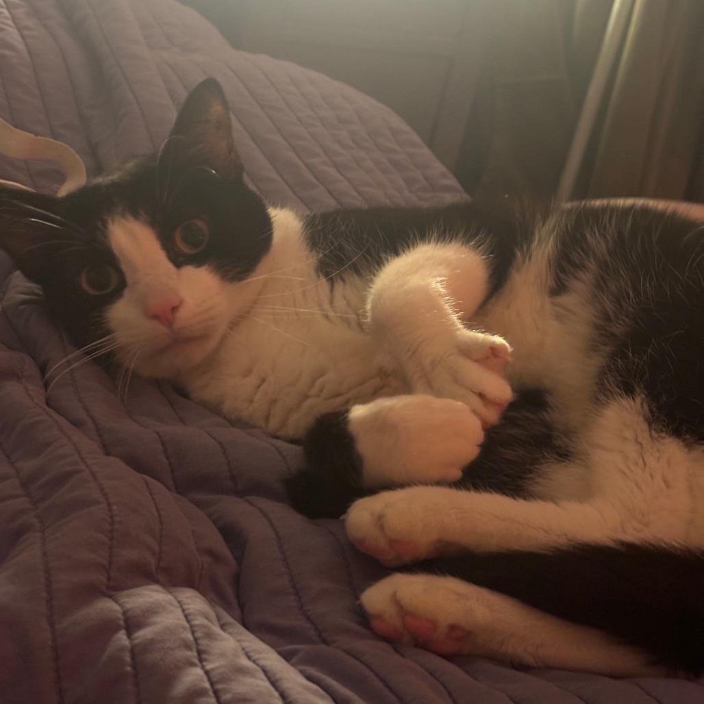 Enlarge Remus, a Adoptable Domestic Short Hair in Washougal, WA image 5/5