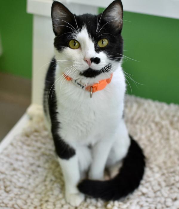 Tiny, a Adoptable Domestic Short Hair in Marietta, GA image 1/3