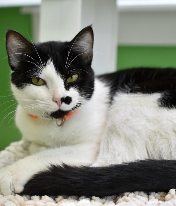 Tiny, a Adoptable Domestic Short Hair in Marietta, GA image 2/3