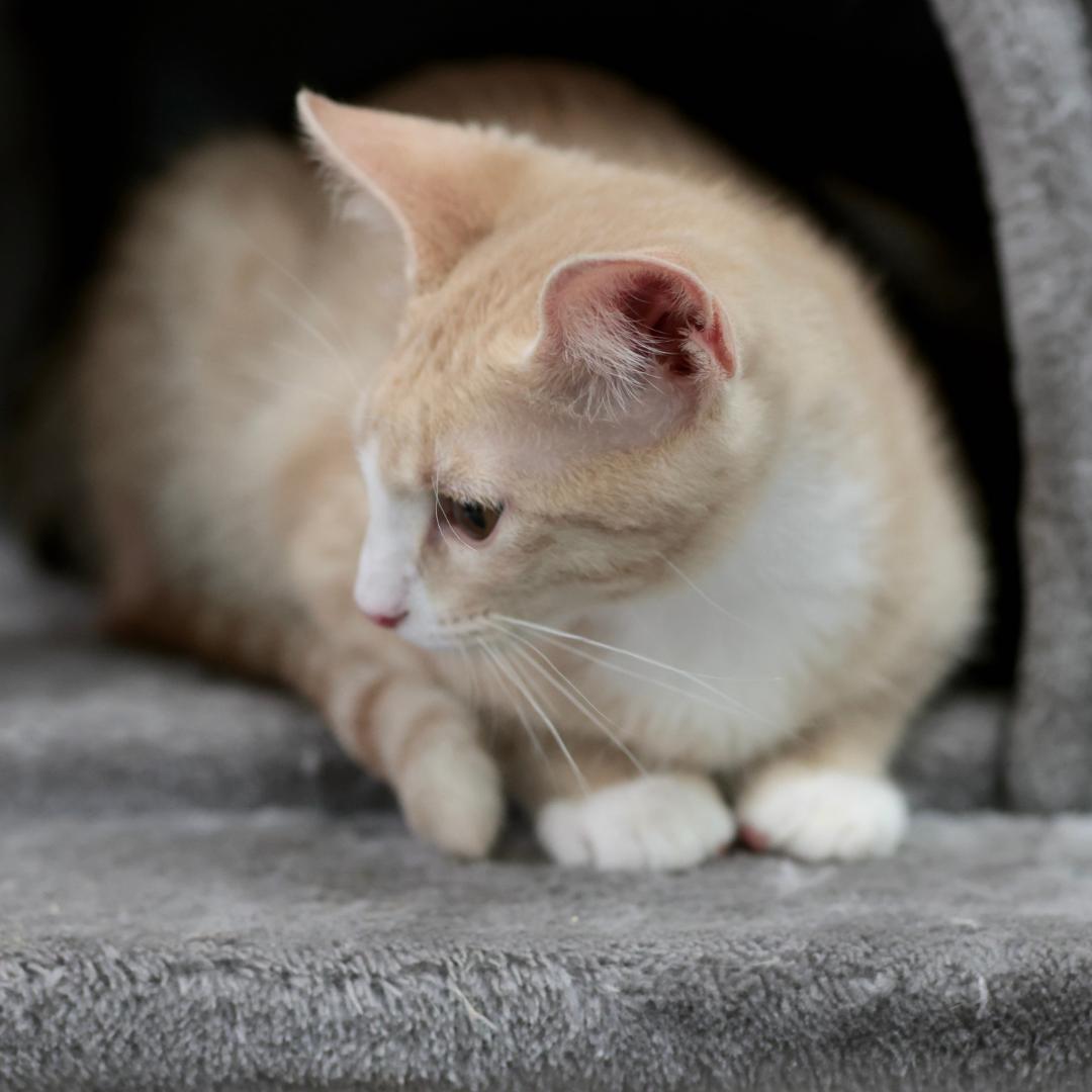 Sam, a ADOPTABLE Domestic Short Hair in Morgan Hill, CA image 2/3