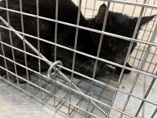 DUBOIS, Adoptable, Adult Male Domestic Short Hair.