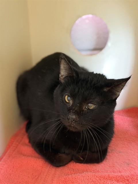 DUBOIS, Adoptable, Adult Male Domestic Short Hair.