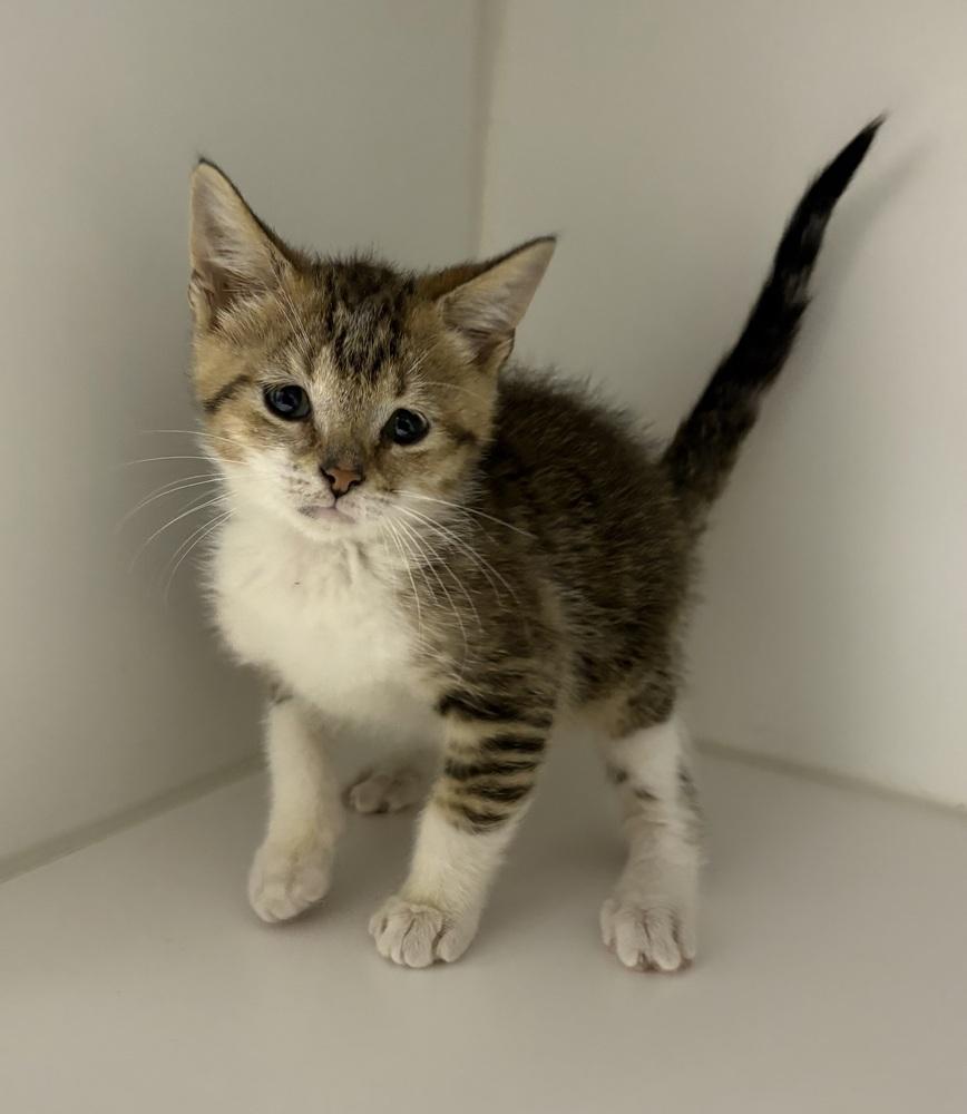 Sleepy, Adoptable, Kitten Male Domestic Short Hair.