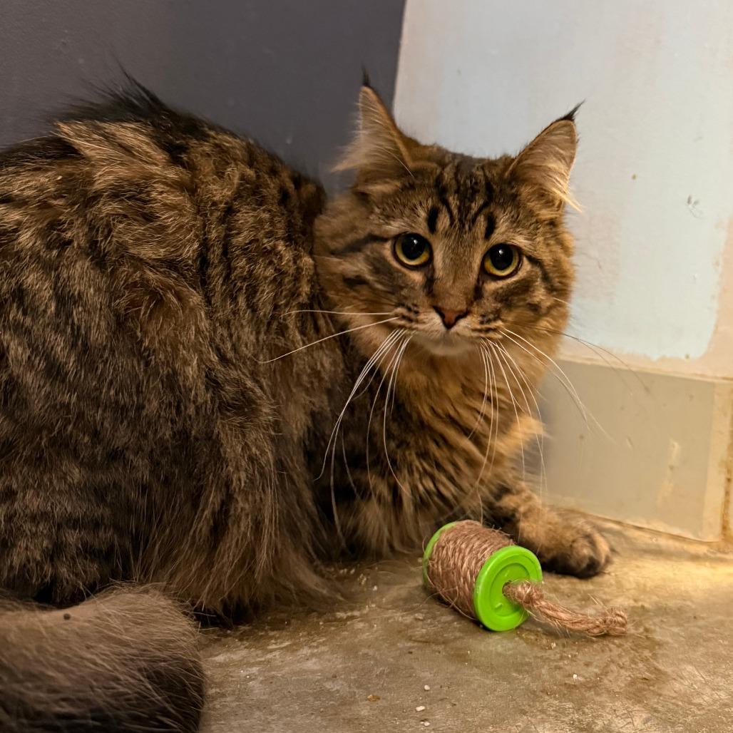 Enlarge Wren, a Adoptable Domestic Long Hair in Richmond, IN image 1/4