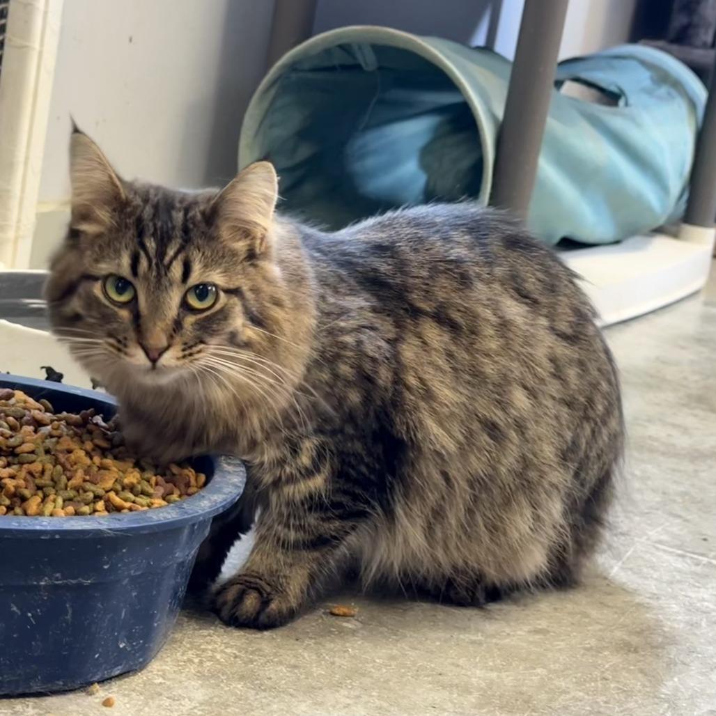 Enlarge Wren, a Adoptable Domestic Long Hair in Richmond, IN image 2/4