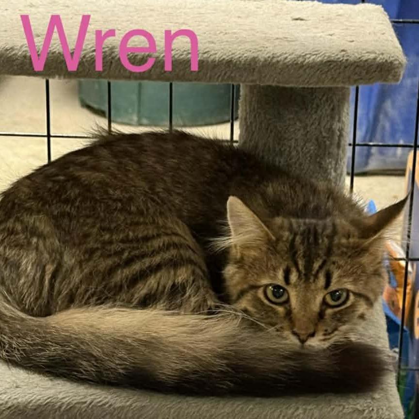 Wren, Adoptable, Young Female Domestic Long Hair.
