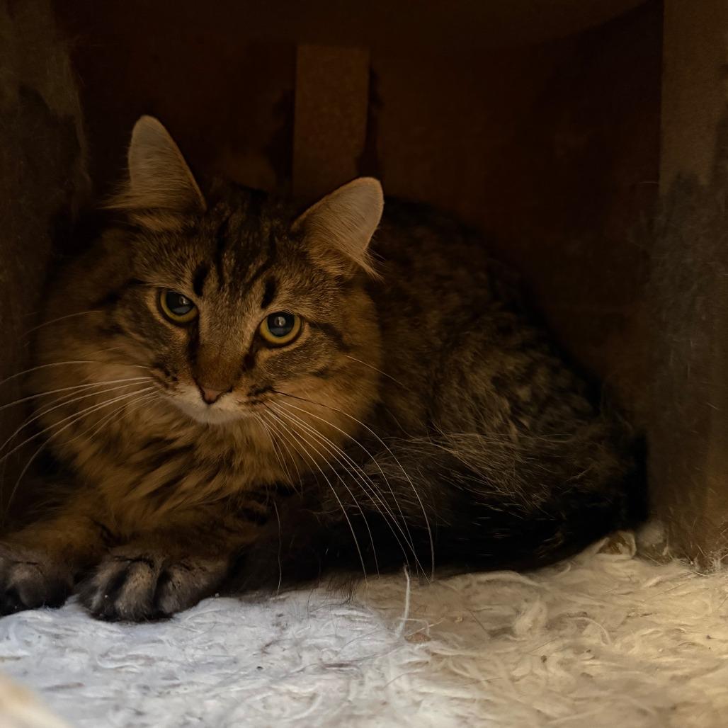 Enlarge Wren, a Adoptable Domestic Long Hair in Richmond, IN image 3/4