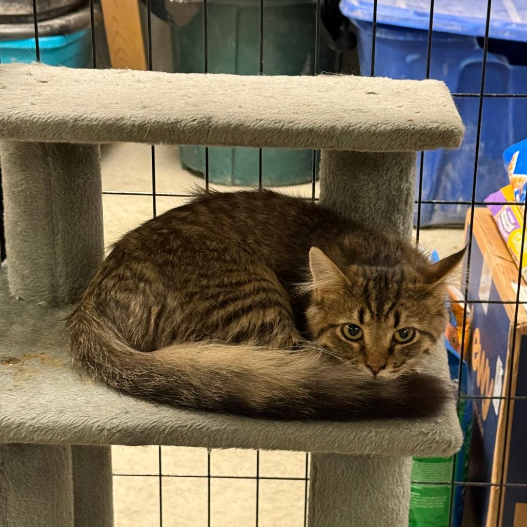 Enlarge Wren, a Adoptable Domestic Long Hair in Richmond, IN image 4/4